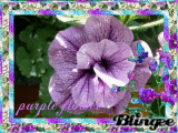 Purple flower