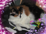 my cat