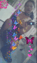 808 butterfly sugar baby