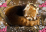 cute fire fox