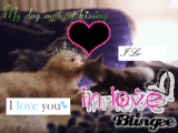 animal love