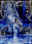 tigre blanc 1