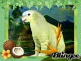 Tropical half breed