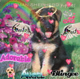 Cute Puppy