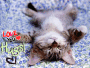 Kitty Cat Cute