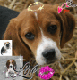 Beagle in love