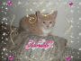 my adorable kitten 