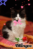 chaton