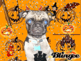 halloween dog