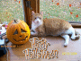 My Cat Sunkist By Fake Jackolantern My Cat Sunkist By Fake Jackolantern