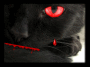 Black Cat