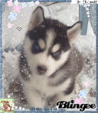 Husky Puppy :)