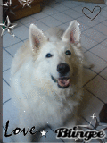 Mein hund