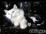 poussy blak end withe poussy blak end withe
