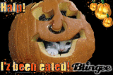 Kitty In Pumpkin