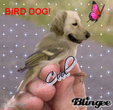 BIRD DOG BIRD DOG