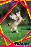Cat Cat