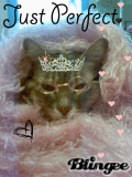 Cats Rule~~~~  =)
