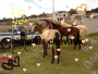 lovedeschevaux12