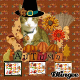 fall frog and cat