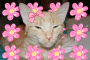 ginger ann