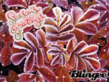 SEASONS GREETINGS