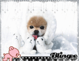 FLOQUINHO DE NEVE FLOQUINHO DE NEVE