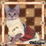 Chat billé pour l'hiver!