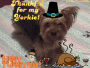 thanksgiving