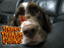 Happy Thanksgiving!