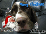 Merry Chrsitmas!