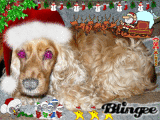 Christmas dog!!! 