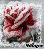 rosa d'inverno