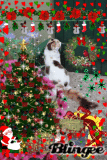 Sere Xmas 