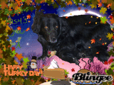 Bo Thanksgiving
