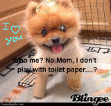 I DON'T PLAY WITH TOILETPAPER