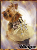 gold dog:)co cute!