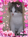 chaton 