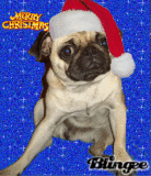 x-mas pug