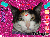 pupuce