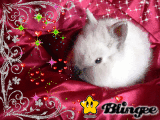 LAPIN JORIS LAPIN JORIS