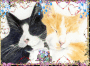 Cat lover's Cat lover's