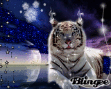 White Tiger ..