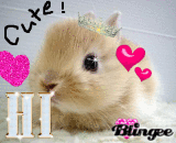 Cute bunny!******
