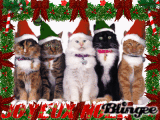 les chats de noël