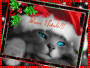 Buon Natale!!!