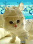 gatito