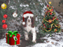 Le chien noël