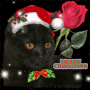 black cat christmas