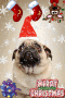 Christmas Dog... Christmas Dog...